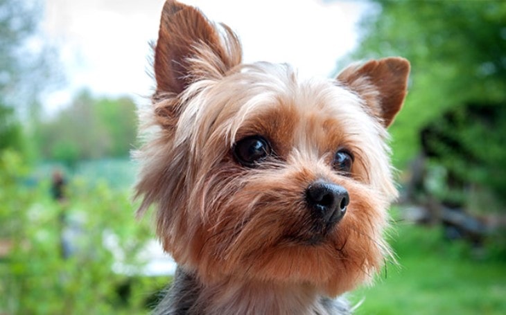 Yoekshire Terrier looking cute.