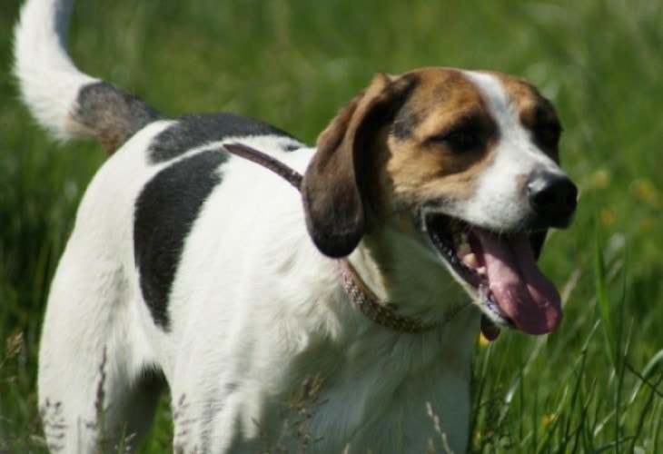 American foxhound are  motivated when they get reward