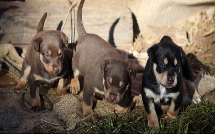 origin of australian kelpie, facts of australian kelpie, health issues of australian kelpie , personality of australian kelpie