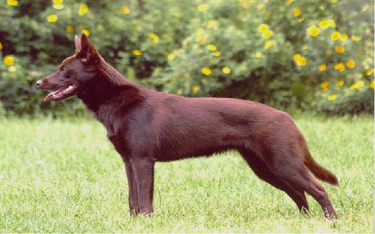 australian kelpie, barking dog kelpie, childfriendly dog kelpie