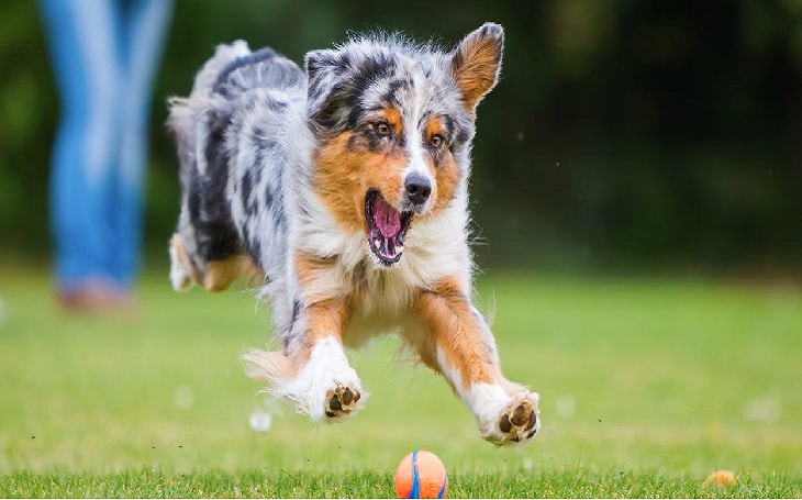 chef Lade være med Prisnedsættelse All About Australian Shepherd Dog Breed – Origin, Behavior, Trainability,  Facts, Photos, Puppy