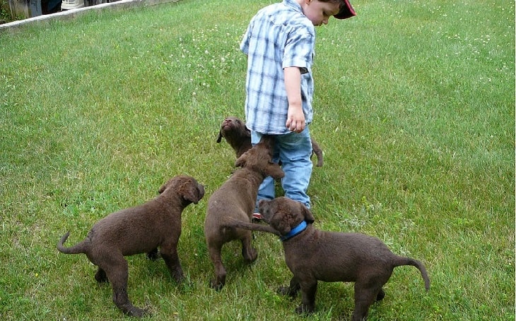 origin and history of chesapeake bay retriever