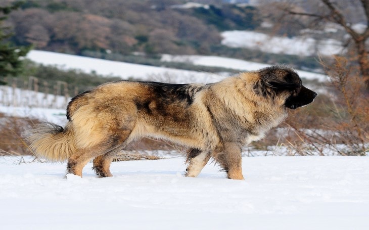 baby russian caucasian mountain dog