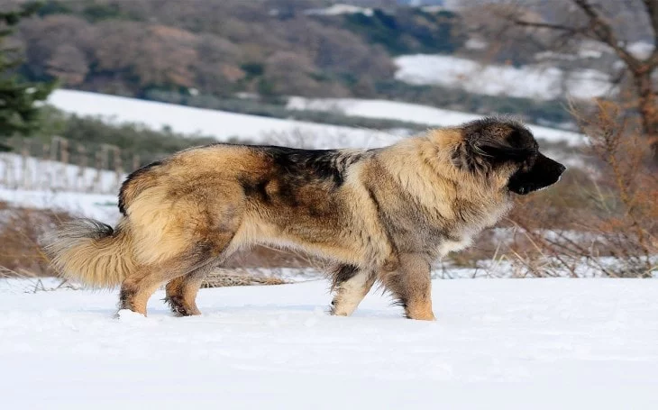 Caucasian are giant dogs