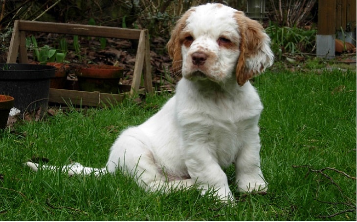 clumber spaniel personality, clumber origin, clumber facts, clumber health issues