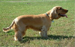 personality of cocker spaniel, health issues of cocker spaniel, origin of cocker spaniel, facts of cocker spaniel