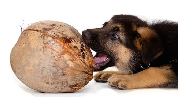 Dogs Can Eat Coconuts. 