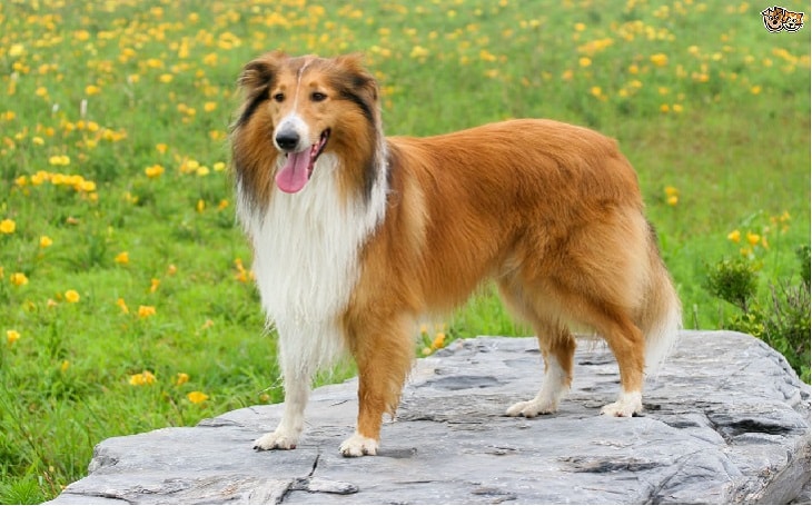 personality of collie dog, health issues of collie dog, facts of collie dogs, origin of collie dog