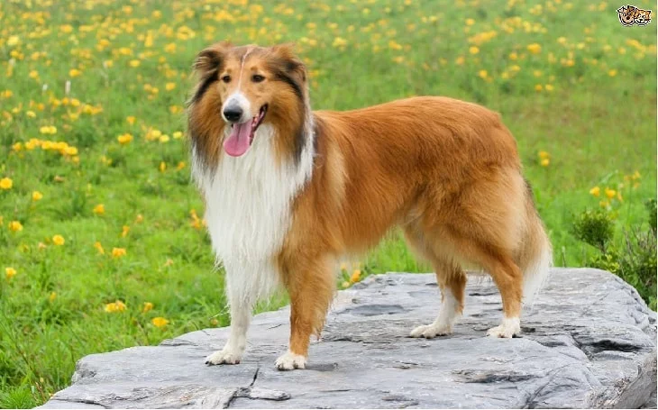 personality of collie dog, health issues of collie dog, facts of collie dogs, origin of collie dog