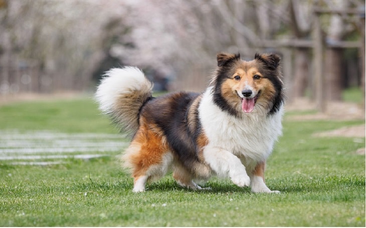 health issues of collie dog, personality of collie dog, facts of collie dog, origin of collie dog