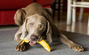 A dog eating a banana.