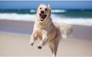 22 dog facts