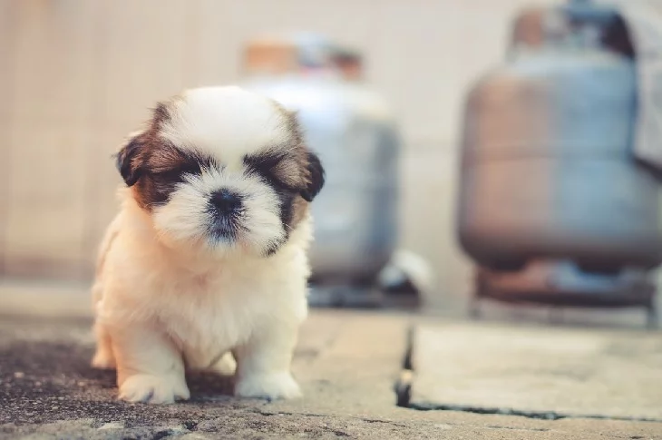 Puppies are born blind and deaf