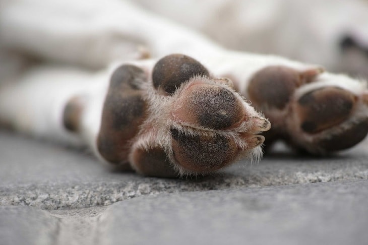 Dogs Wet Paws