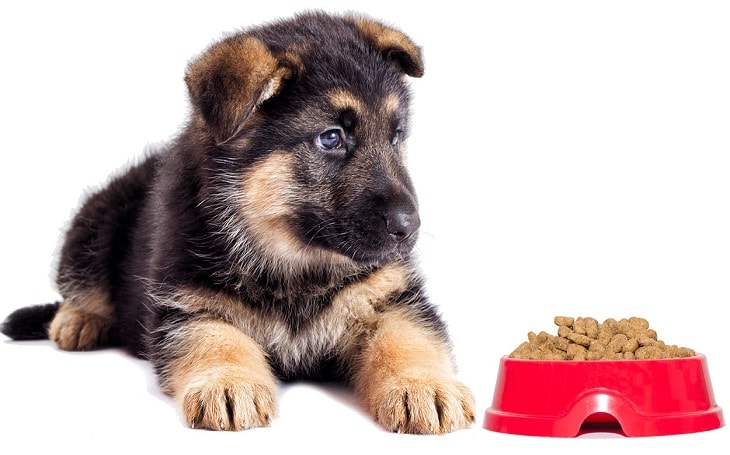 German Shepherd's Puppy with Food