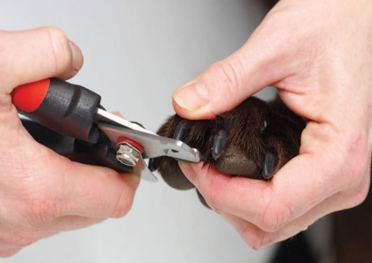 A dog's nail being clipped.