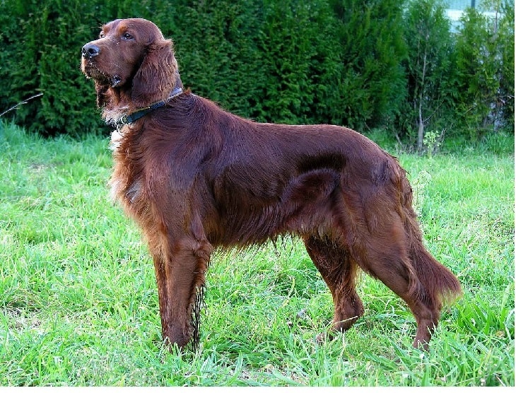 Irish Setter Known As Gun Dog's