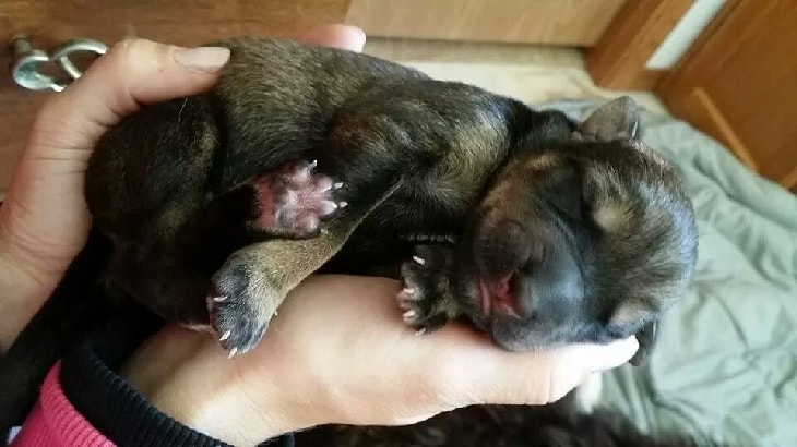 Newborn German Shepherd.