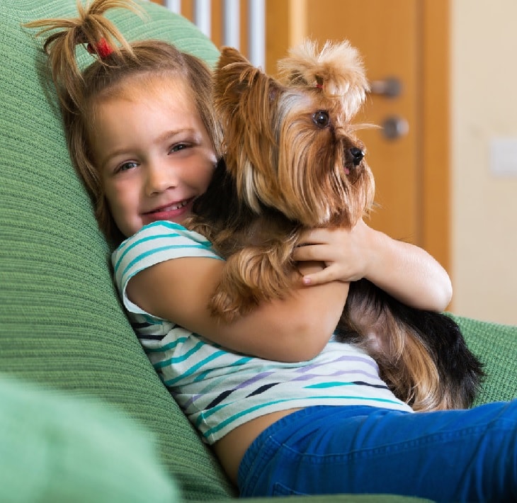 Yorkie Has A Playful Nature