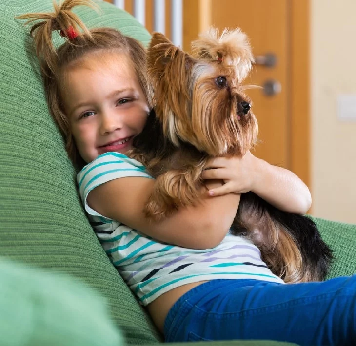 Yorkie Has A Playful Nature