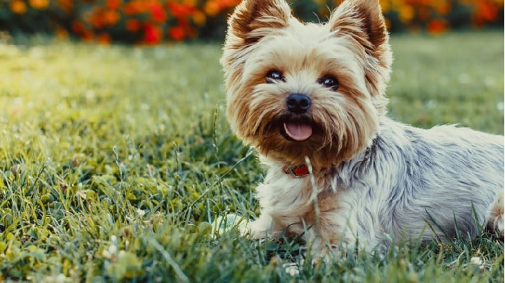 are yorkshire terriers barkers