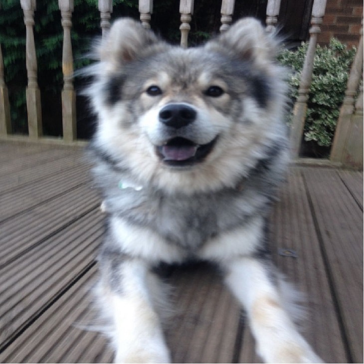 developmental stages of Eurasier puppies.