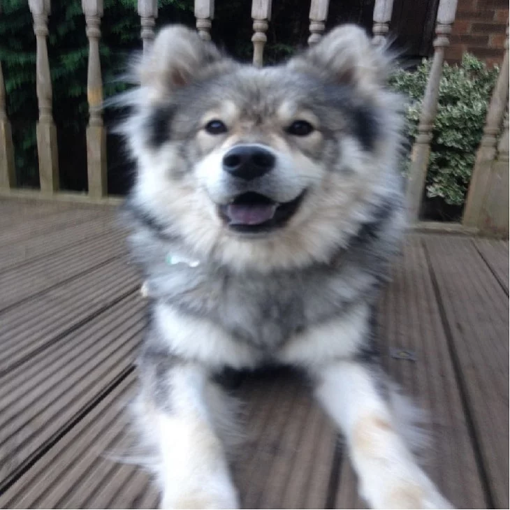 developmental stages of Eurasier puppies.