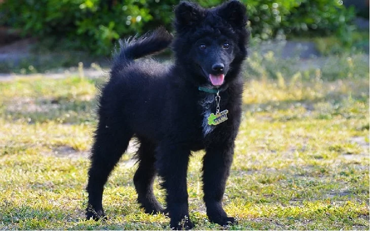 developmental satges of Mudi puppies