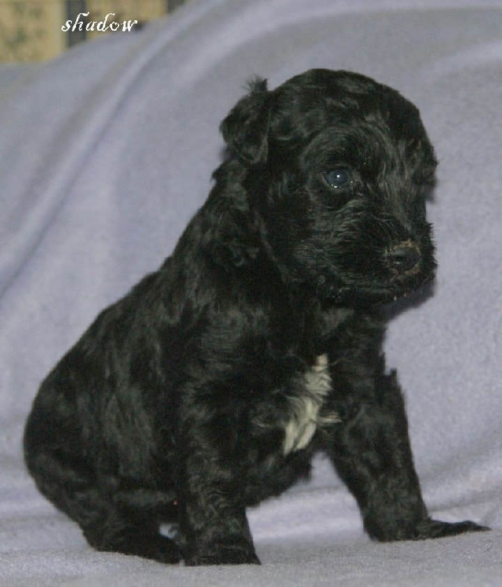 Kerry Blue Terrier puppy developmental stage