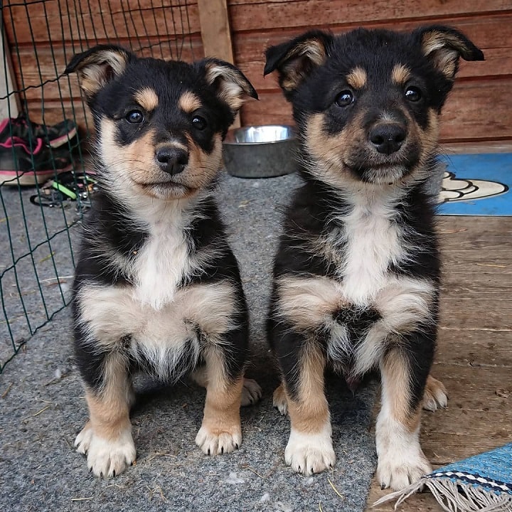 Lapponian Herder Developmental Stages