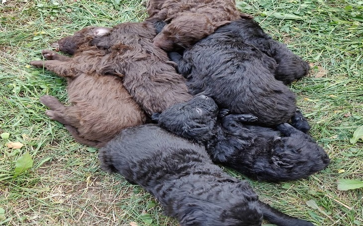 developmental stages of Mudi puppies