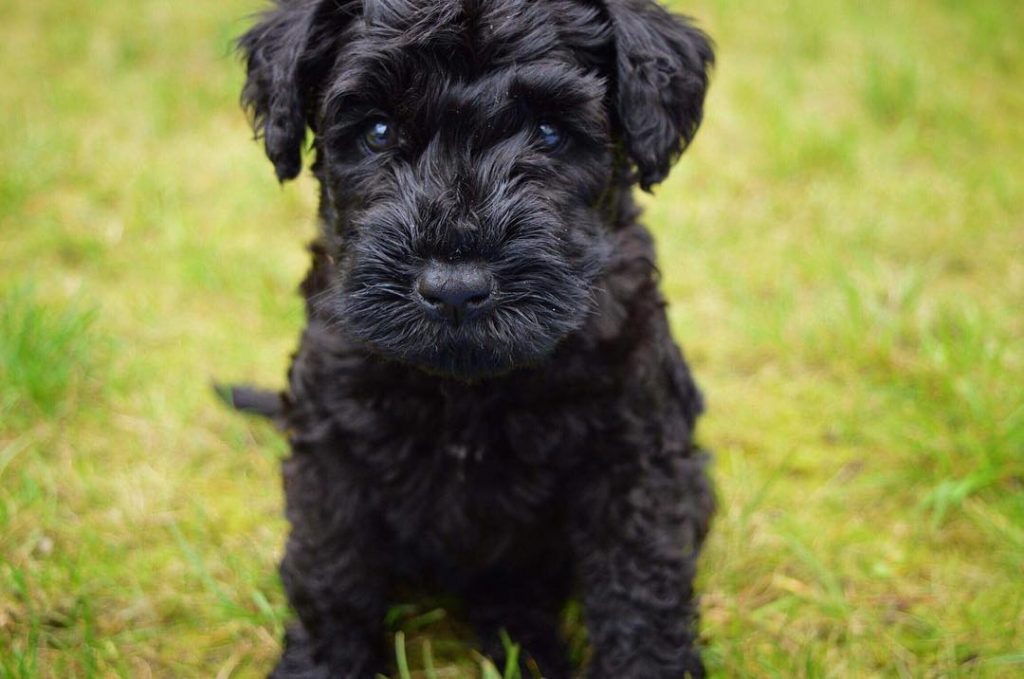 Kerry Blue Terrier Puppy developmental stages