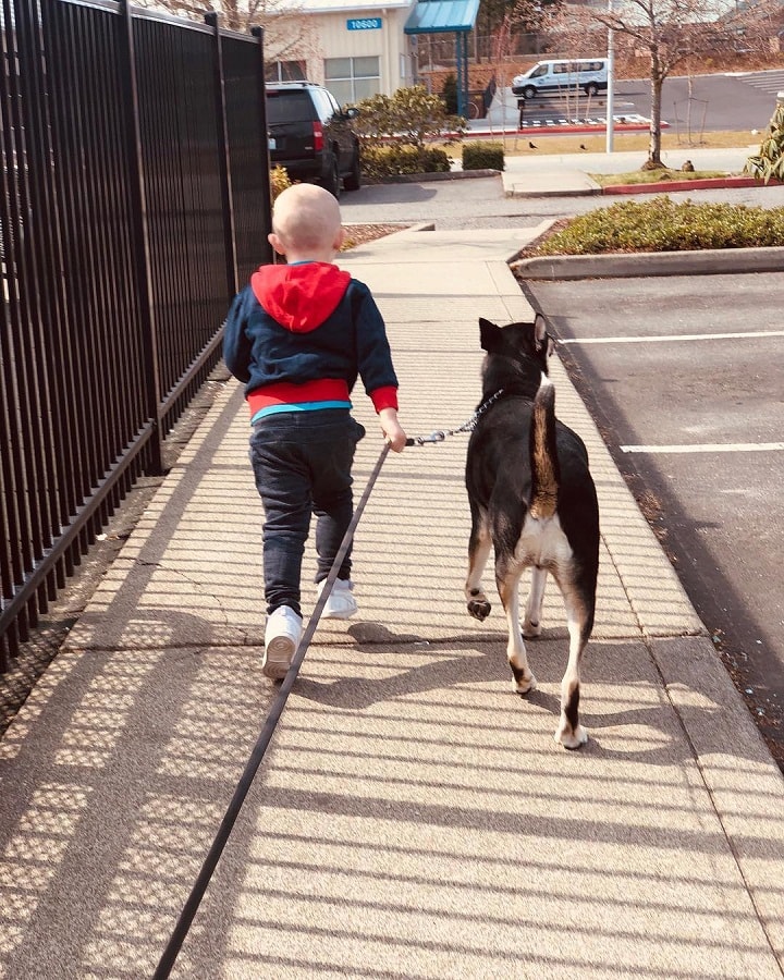 Lapponian Herder is child friendly