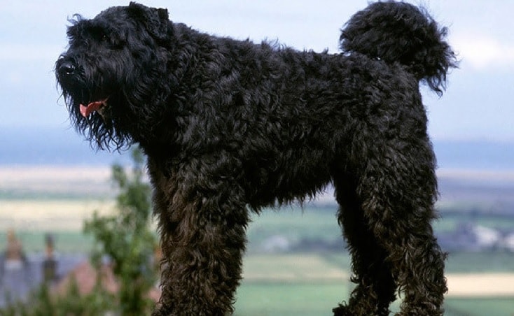 Bouvier des Flandres