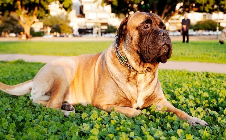 Bullmastiff loves peace