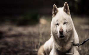 Cute Hokkaido Dog..