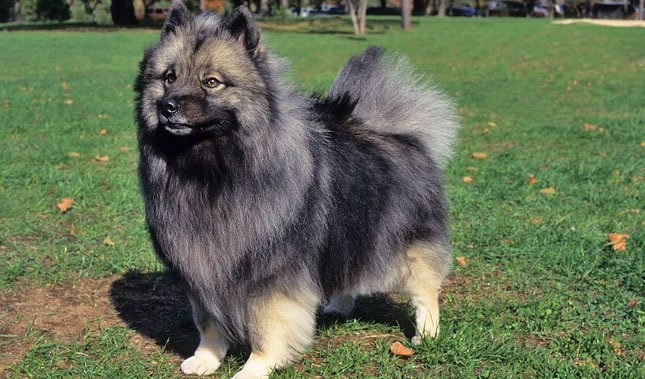 Keeshond Development Stage