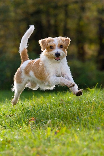 Kromfohrländer puppies Stages