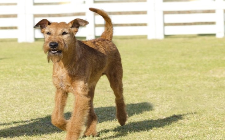 Airedales Terrier Have A Tendency Of Excess Barking