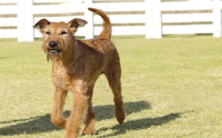 are airedale terriers good family dogs