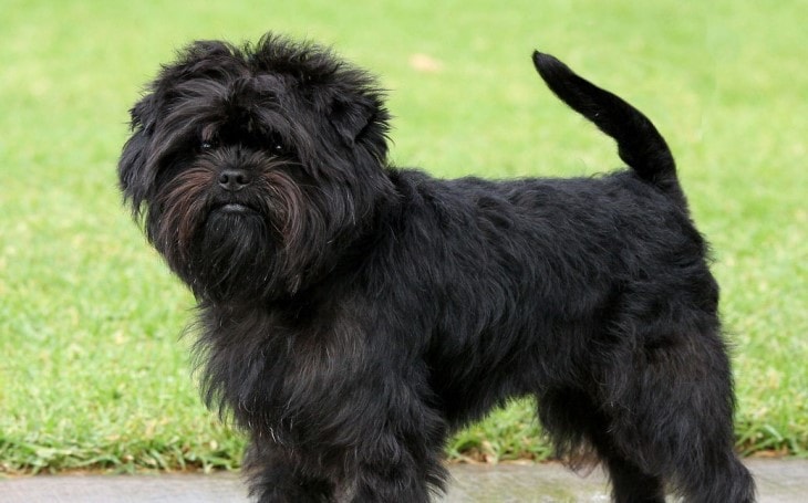 Affenpinscher Terrier Dog Breed Temperament and Personality