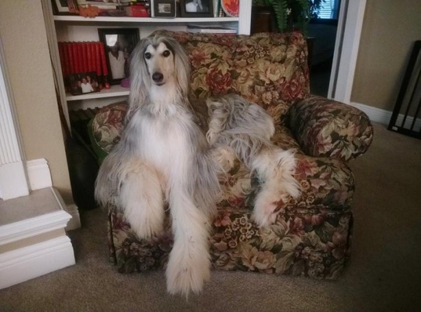 Afghan Hound Are Recognized For Their Long Silky Hair