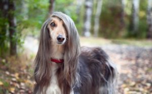 Afghan Hound Are Highly Recognized For Its Long Silky Hair