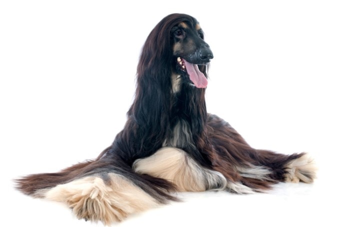 Afghan Hound Needs Regular Grooming To Keep Their Hair Healthy