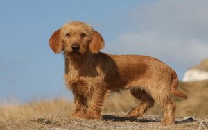 are griffon fauve de bretagne aggressive