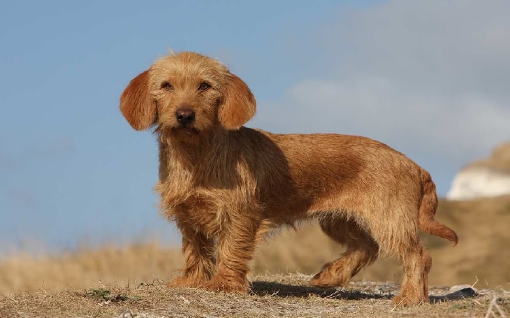 Basset Fauve de Bretagne Dog Breed.