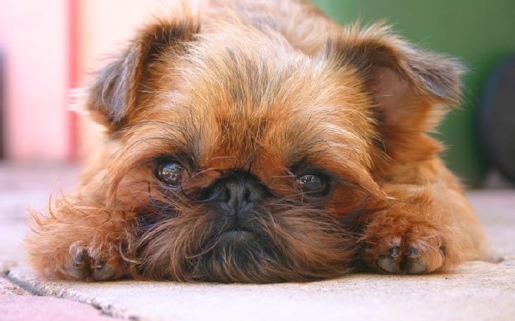 brussels griffon puppy