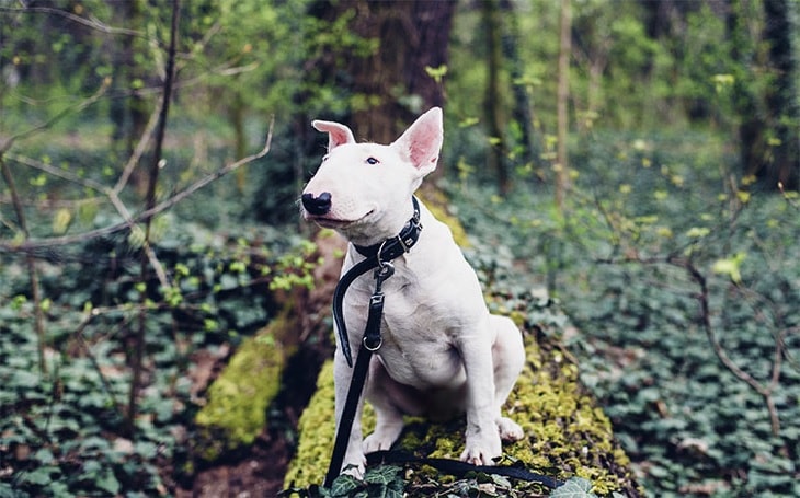 Bull Terrier Dog Breed.