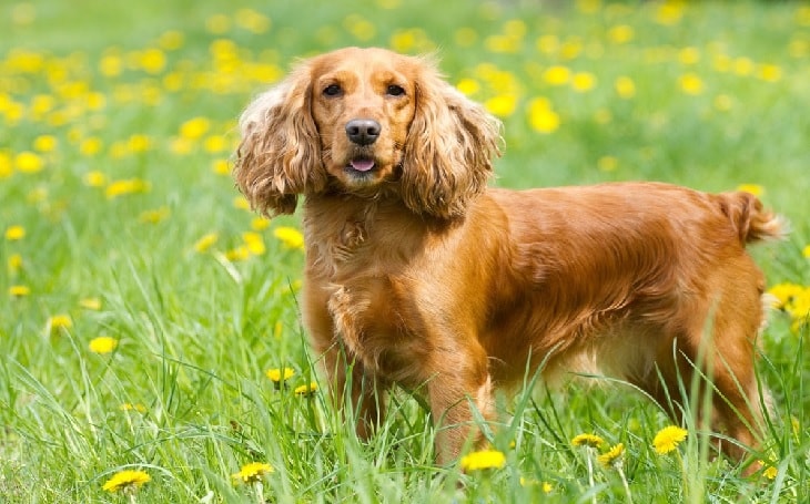 English Cocker Spaniel Dog Breed.