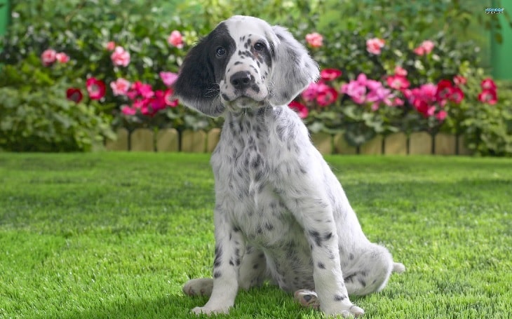 are english setters good family dogs